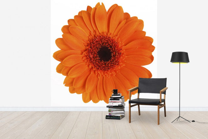 PHOTOWALL / Orange Gerbera - White (e19492)
