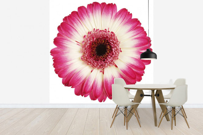 PHOTOWALL / Pink Gerbera Dark (e19488)