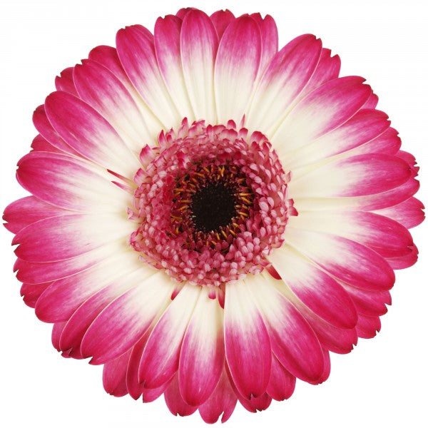 PHOTOWALL / Pink Gerbera Dark (e19488)