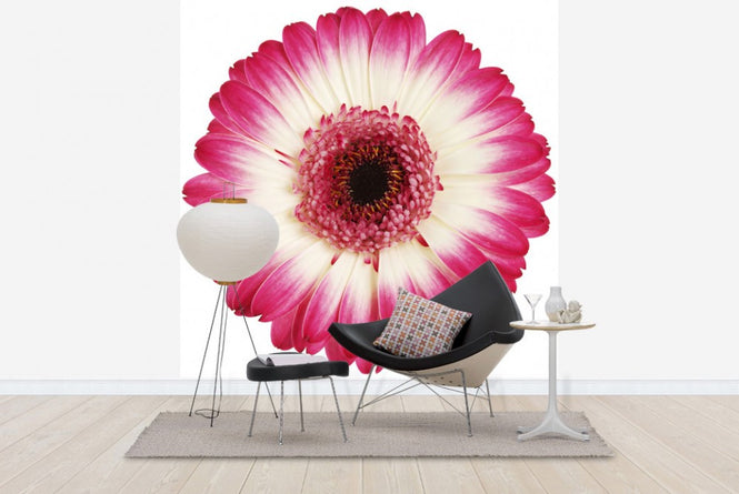 PHOTOWALL / Pink Gerbera Dark (e19488)