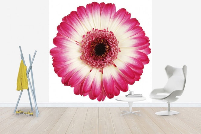 PHOTOWALL / Pink Gerbera Dark (e19488)