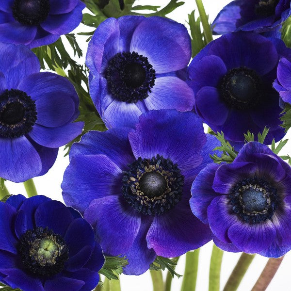 PHOTOWALL / Blue Anemons (e19483)