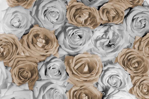 PHOTOWALL / Nice Roses 2 (e19473)