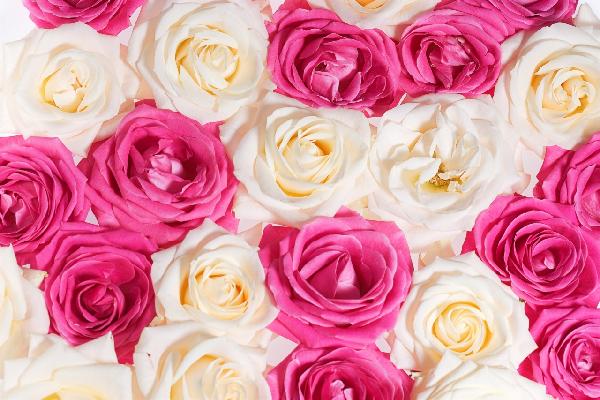 PHOTOWALL / Nice Roses (e19471)