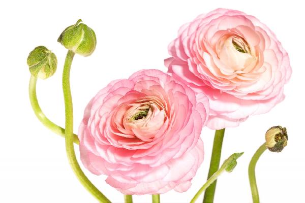 PHOTOWALL / Rosa Flowers (e19468)