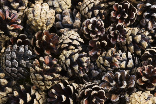 PHOTOWALL / Fir Cones (e19462)