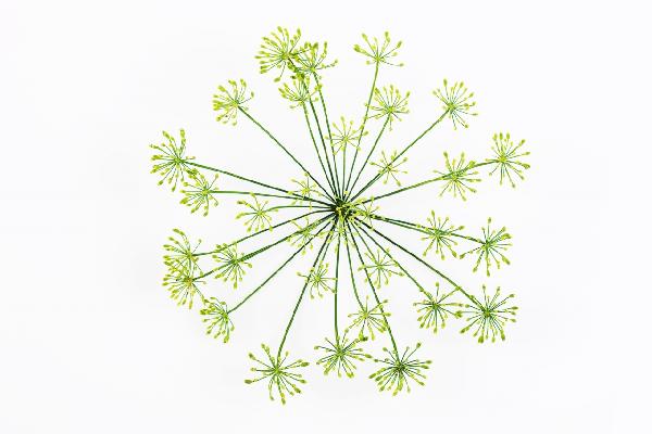 PHOTOWALL / Dill (e19455)