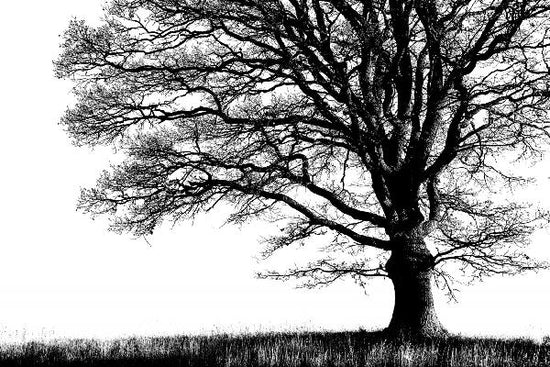 PHOTOWALL / Alone Tree - b/w (e19447)