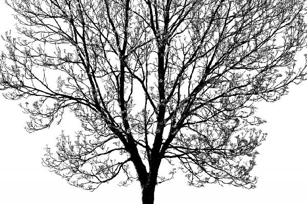 PHOTOWALL / Tree Branches 2 - b/w (e19419)