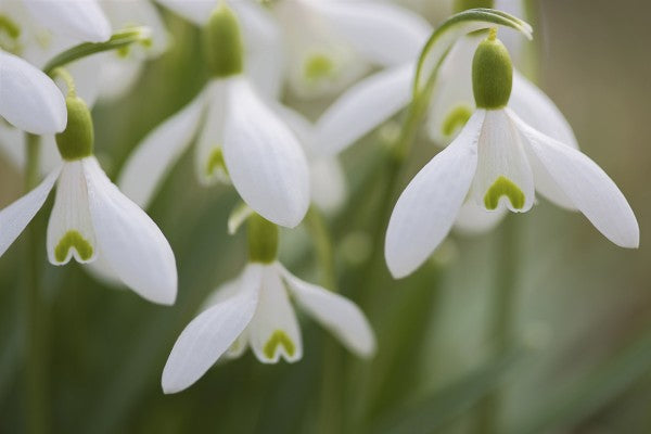 PHOTOWALL / Harmony (e19418)