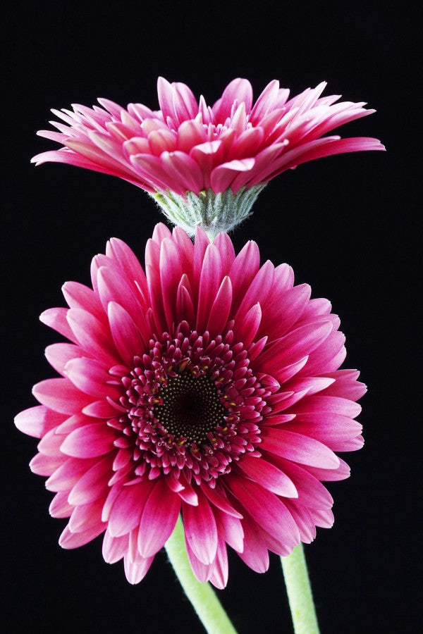 PHOTOWALL / Gerbera (e19405)