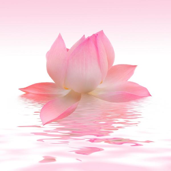 PHOTOWALL / Pink Lotus (e19683)