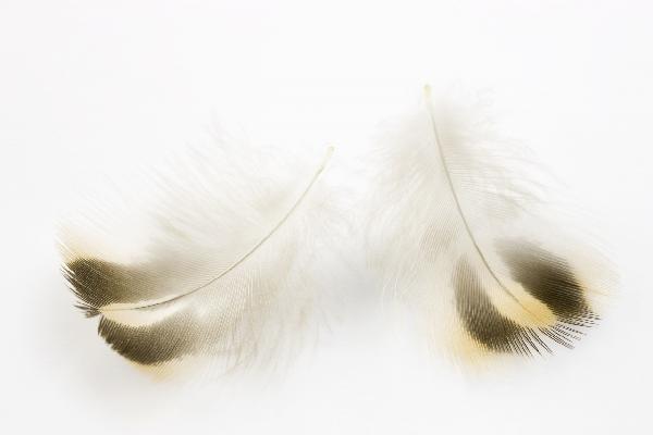 PHOTOWALL / Pair of Feathers (e19706)