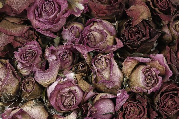 PHOTOWALL / Dried Roses (e19797)