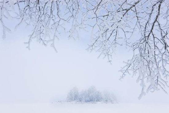 PHOTOWALL / Foggy Winter (e19799)