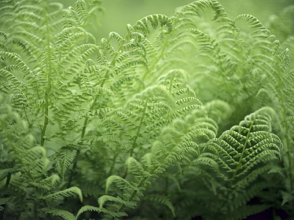 PHOTOWALL / Bracken - Fern (e19803)