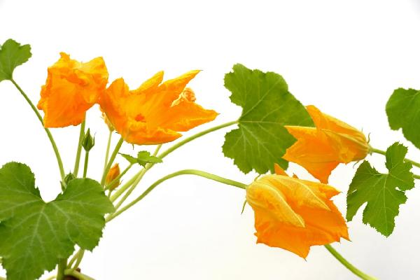PHOTOWALL / Squash Flower (e19874)