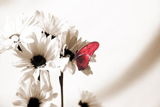 PHOTOWALL / Julia Butterfly - Sepia Deep Red (e19890)