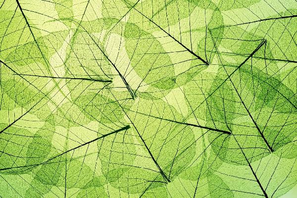 PHOTOWALL / Green Harmony (e19967)