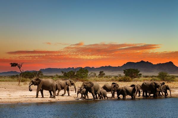 PHOTOWALL / Herd of Elephants (e19966)