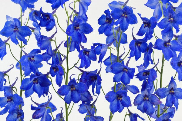 PHOTOWALL / Blue Flowers (e20097)
