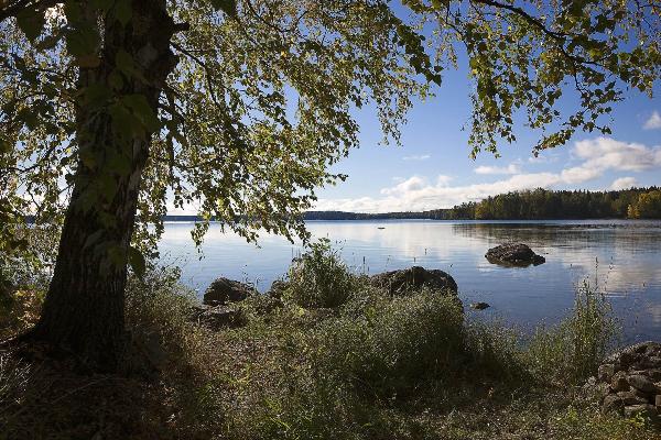 PHOTOWALL / Birch by the Lake (e20313)