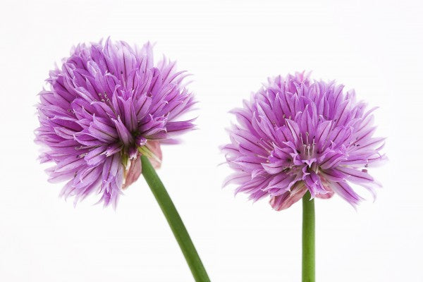 PHOTOWALL / Chive Flower (e20317)