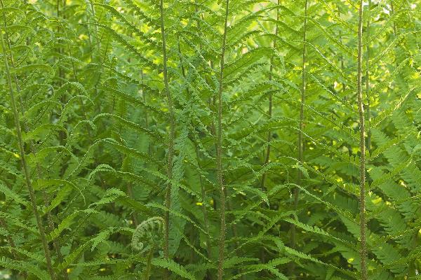 PHOTOWALL / Fern (e20319)