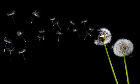 PHOTOWALL / Dandelion Seeds in the Wind (e20333)