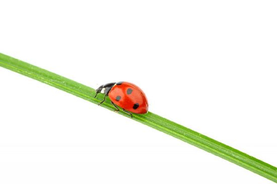 PHOTOWALL / Ladybug on a Straw (e20345)