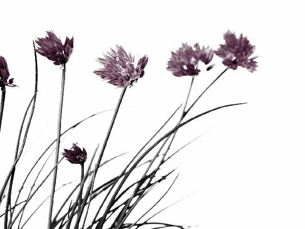 PHOTOWALL / Lovely Flowers - Colorsplash (e20357)