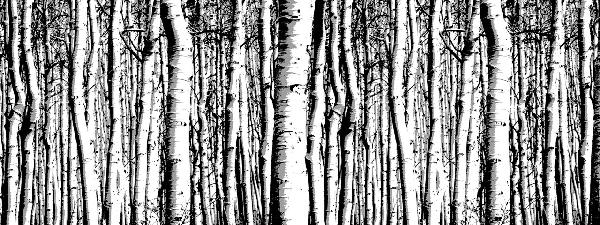 PHOTOWALL / Aspen Forest Posterised (e20378)