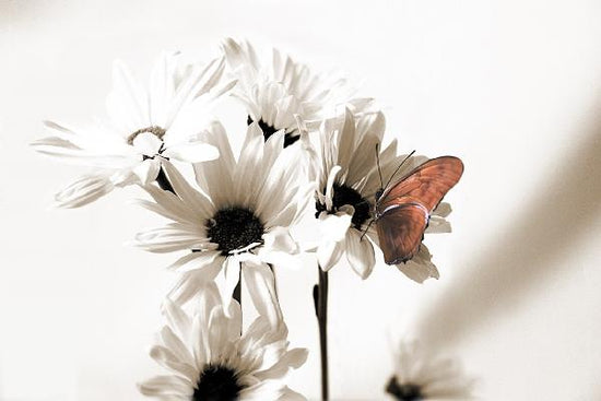 PHOTOWALL / Julia Butterfly Middle (e20441)