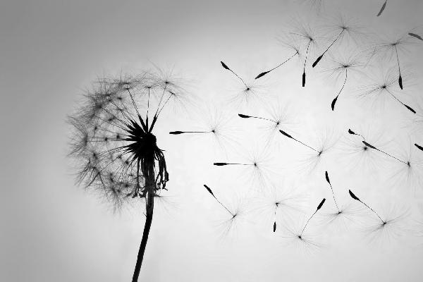 PHOTOWALL / Dandelion - Black White (e20742)