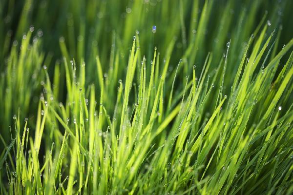 PHOTOWALL / Dew on the Grass (e20967)