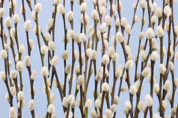 PHOTOWALL / Willow Buds (e20968)