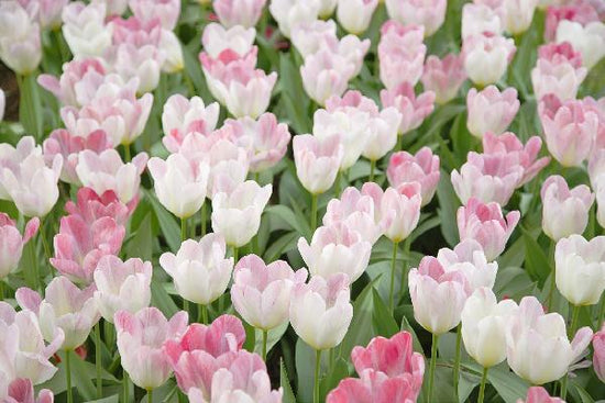 PHOTOWALL / Tulips (e20969)