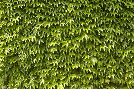 PHOTOWALL / Green Wall of Ivy Leaves (e20981)