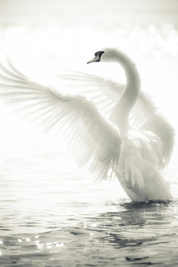 PHOTOWALL / Graceful Swan (e21139)