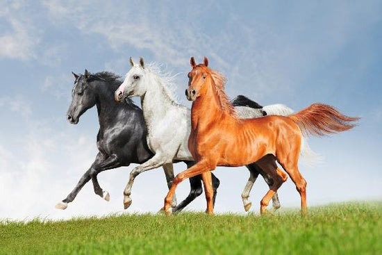 PHOTOWALL / Arab Horses Runs Free (e21344)