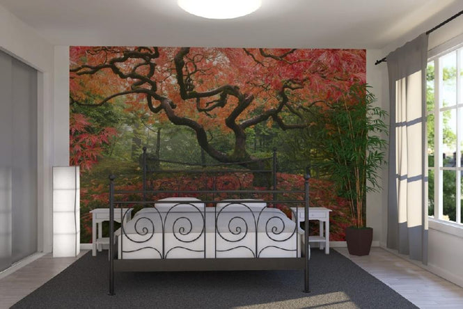 PHOTOWALL / Japanese Maple Tree (e21348)