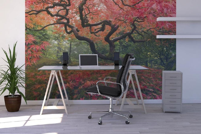 PHOTOWALL / Japanese Maple Tree (e21348)