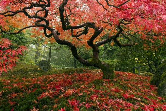 PHOTOWALL / Japanese Maple Tree (e21348)