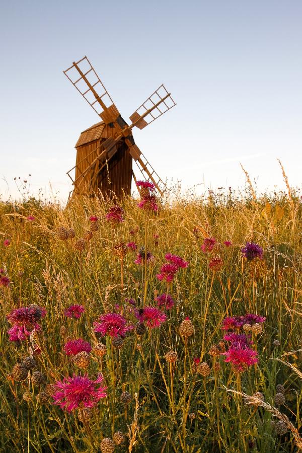 PHOTOWALL / Grainy Windmill (e21464)
