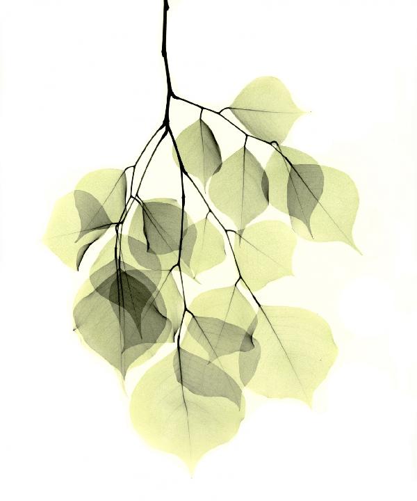 PHOTOWALL / Dalbergia (e21792)