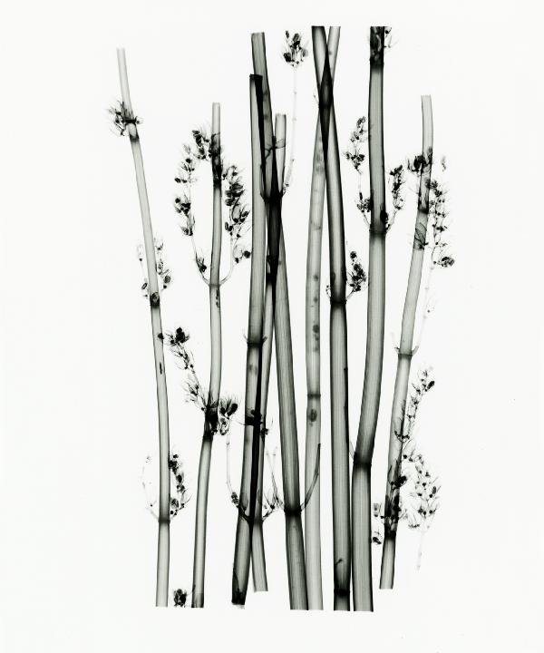 PHOTOWALL / Desert Plants (e21793)