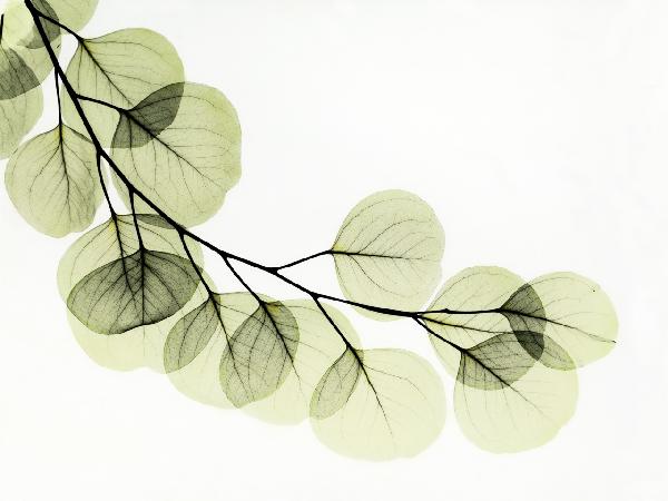 PHOTOWALL / Eucalyptus (e21794)