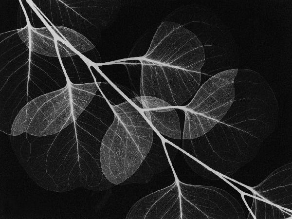 PHOTOWALL / Eucalyptus Black (e21795)