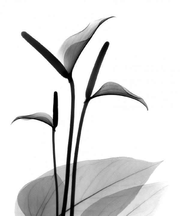 PHOTOWALL / Flamingo Flower (e21797)