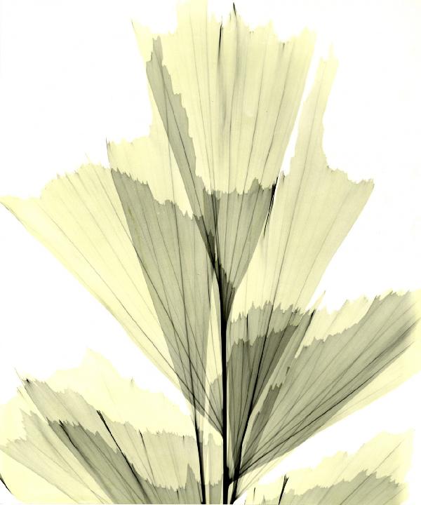 PHOTOWALL / Fish Tail Palm (e21799)